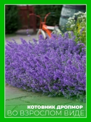 Котовник Фассена Дропмор