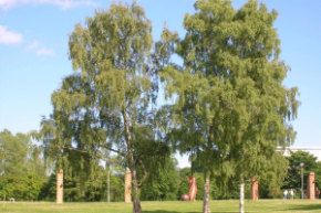 Береза повислая (бородавчатая)