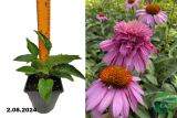 Эхинацея пурпурная Дабл Декер (Echinacea purpurea Double Decker) С1,5 Аг