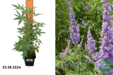 Прутняк священный/Авраамово дерево (Vitex agnus) Р9