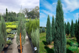 Можжевельник скальный Блю Эрроу (Juniperus Blue Arrow) С12