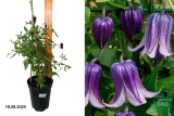 Клематис Роогучи (Clematis Rooguchi) С2,5 лс