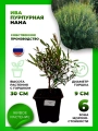 Ива пурпурная Нана