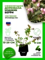 Снежноягодник Доренбоза Мэджик Берри