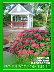 Спирея японская Фробели