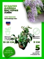 Буддлея Давида Вистерия Лэйн