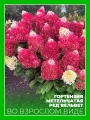 Гортензия метельчатая Ред Вельвет