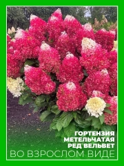 Гортензия метельчатая Ред Вельвет