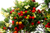 Арбутус (земляничник) Пис энд Лав (Arbutus unedo) Р17