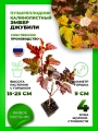Пузыреплодник калинолистный Эмбер Джубили
