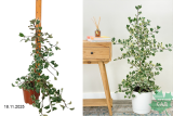 Фикус моклейм Натал Свитхарт (Ficus natalensis Sweet Heart) Р17