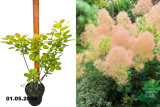 Скумпия кожевенная Янг Леди (Cotinus coggygria Young Lady) С5