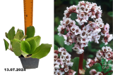 Бадан гибридный Зильберлихт (Bergenia hybrida Silberlicht) Р13