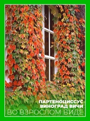 Девичий виноград триостренный Вичи (Партеноциссус)