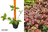 Гортензия дуболистная Сайкс Дварф (Hydrangea quercifolia Sikes Dwarf) С3