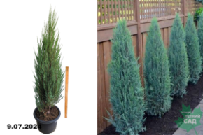 Можжевельник скальный Блю Эрроу (Juniperus Blue Arrow) C40