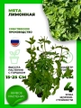 Мята Лимонная