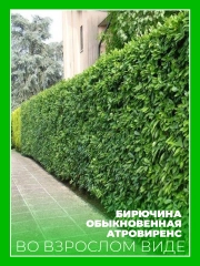 Бирючина обыкновенная Атровиренс