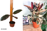 Фикус Эластика Белиз (Ficus elastica Belize) Р12