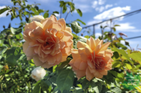 Роза английская Грэйс (Rosa еnglish Grace)