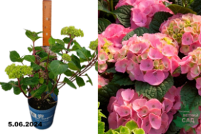 Гортензия кр. Эндлесс Саммер Блумстар Пинк (Hydrangea Endless Summer BloomStar Pink) С2