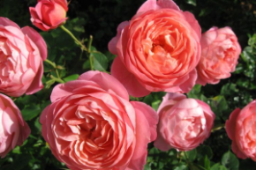 full_Rosa_Boscobel