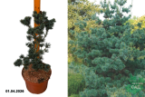 Сосна мелкоцветковая Негиши (Pinus parviflora Negishi) С7,5