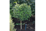 Береза повислая Мэнджикал Глоб (штамб 90) (Betula pendula Magical Globe) С7,5