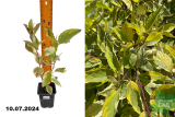 Дерен белый Шпэти (Cornus alba Spaethii) Р9