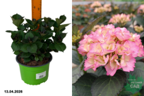 гортензия крупнолистная рандеву фруфру