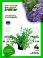 Котовник Фассена Дропмор
