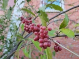 Облепиха Шефердия 1