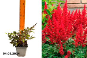 Астильба Арендса Фанал (Astilbe arendsii Fanal) Р9