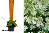 Гортензия метельчатая Конфетти (Hydrangea paniculata Confetti) Р9