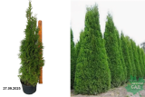 Туя западная Смарагд (Thuja occidentalis Smaragd) С7,5 Св