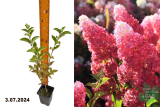Гортензия метельчатая Фрайз Мельба (Hydrangea paniculata Fraise Melba)  Р9