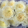 Роза английская Патиенс (Rose еnglish Patience) С6