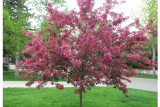 Яблоня Рудольф (штамб120) (Malus hybridus Rudolph) С10