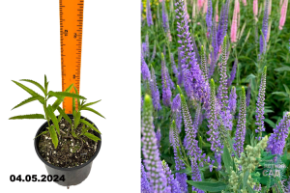 Вероника длиннолистная Пацифик океан (Veronica longifolia Pacific Ocean) С1,5