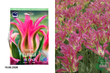 Тюльпан Флороза (Tulipa Florosa) 10 шт/уп