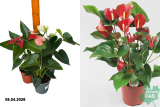 Антуриум Андре микс (Anthurium andraeanum) Р12