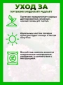 Гортензия метельчатая Гарденлайт Рэдлайт
