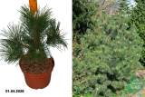Сосна Тунберга Сайонара (Pinus thunbergii Sayonara) С5