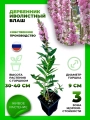 Дербенник иволистный Блаш