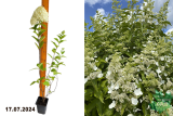 Гортензия метельчатая Киушу (Hydrangea paniculata Kyushu) Р9