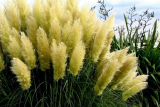 Кортадерия (Пампасная трава) Пумила (Cortaderia Pumila) С3