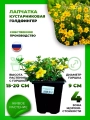 Лапчатка кустарниковая Голдфингер