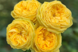 Роза срезочная Каталина (Rose Catalina) ОКС