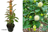 Головач западный (Cephalanthus occidentalis) С3 лс