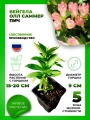 Вейгела цветущая Олл Саммер Пич